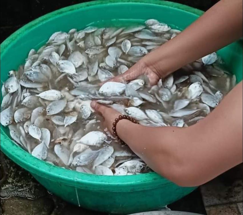 Phân bón đạm cá cô đặc 1kg (nguyên chất từ cá biển tươi giàu đạm)