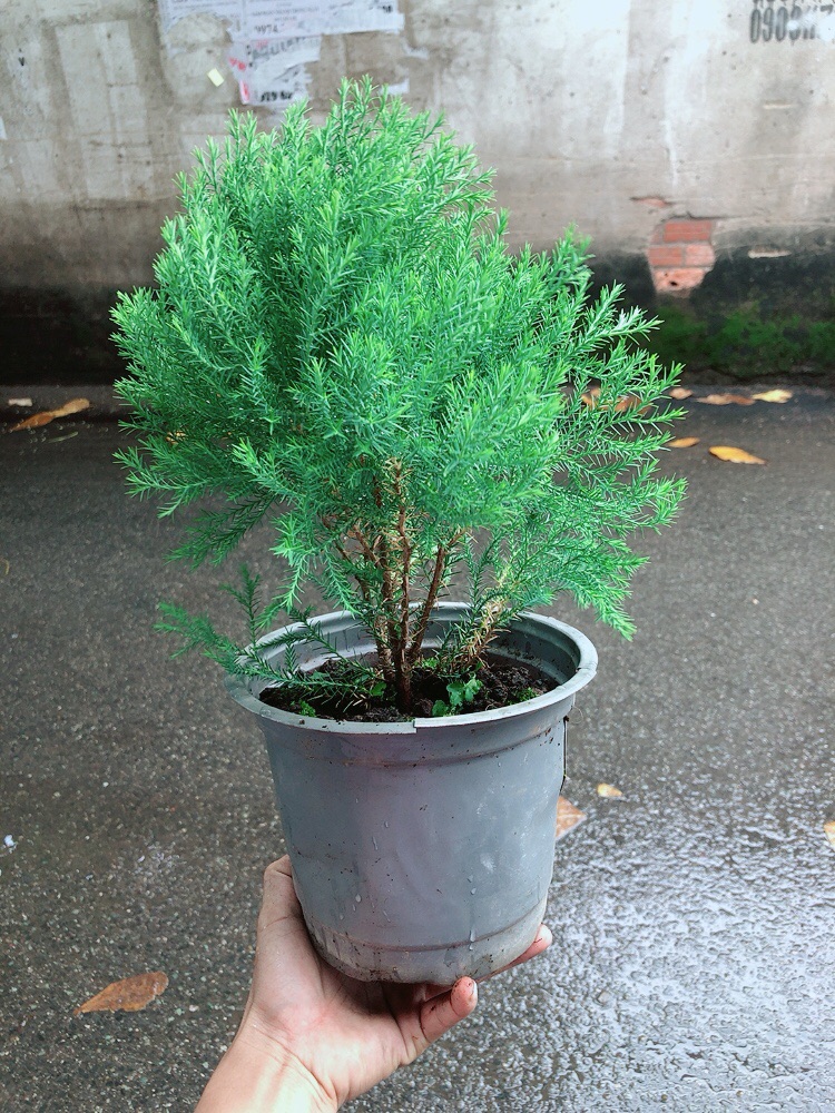 Chậu Tùng Bồng Lai