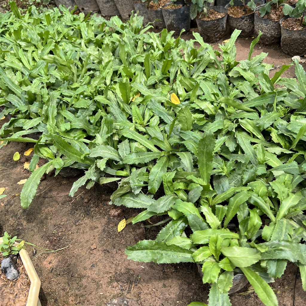 cây mùi tàu