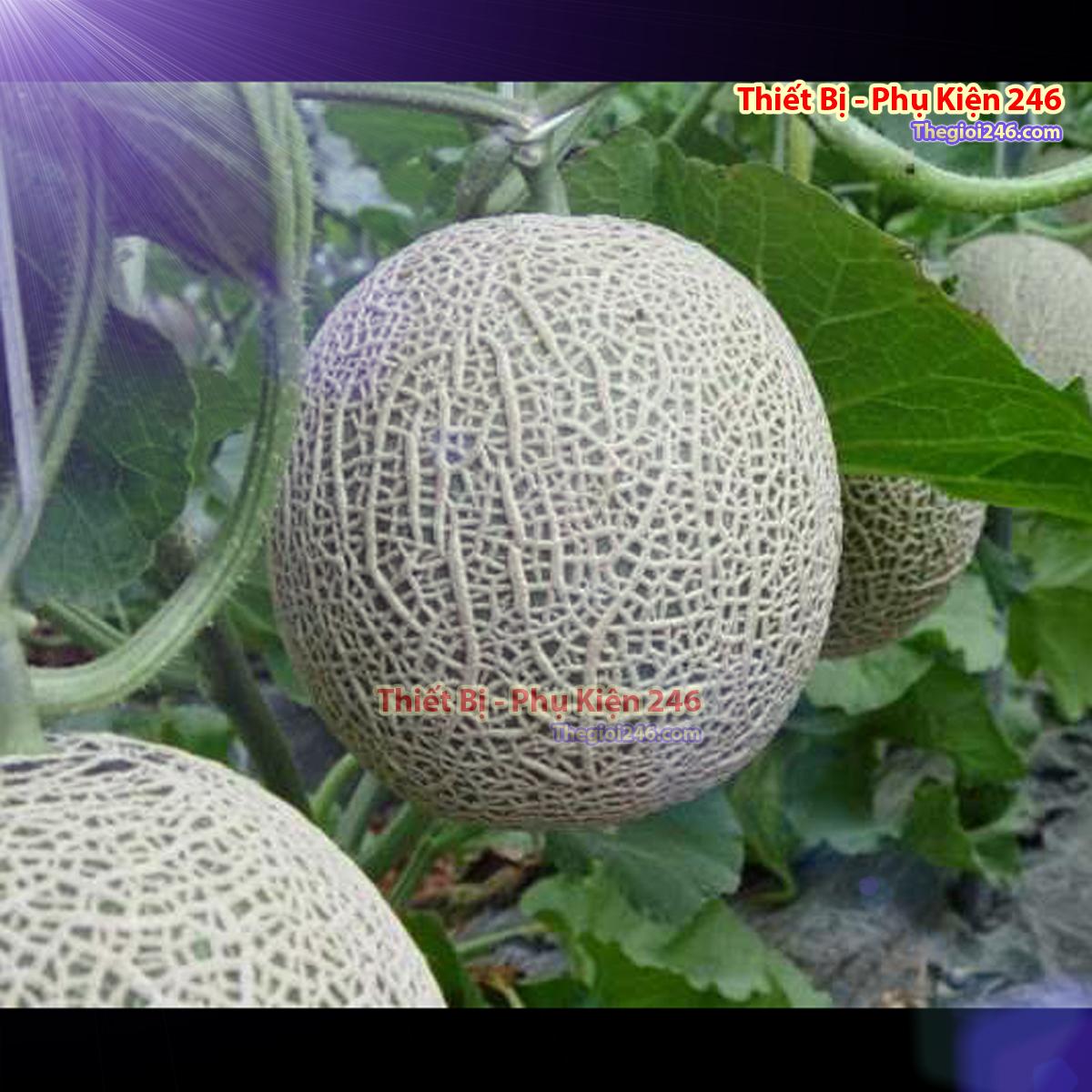 Hạt giống dưa lưới F1 VT-65