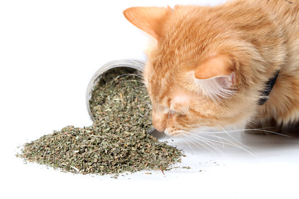Cỏ bạc hà cho mèo - Catnip tuýp 45ml
