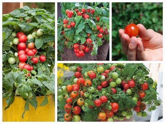 Gói 1g cà chua bi đỏ lùn trồng chậu