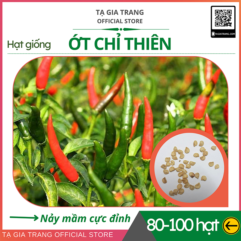 Hạt giống Ớt chỉ thiên F1 siêu cay- Shop hạt giống Tạ Gia Trang
