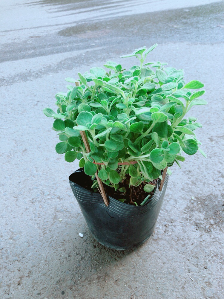 Nhất Mạc Hương (sen thơm) kèm chậu sứ