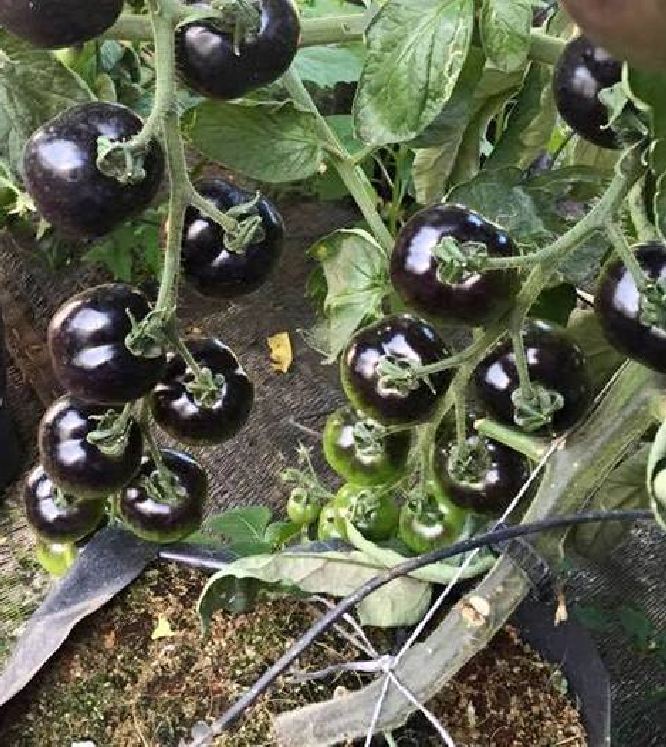 American Black Tomato Seeds 10 Seeds/Pack (Free Stimulation Package to Support Seed Germination)