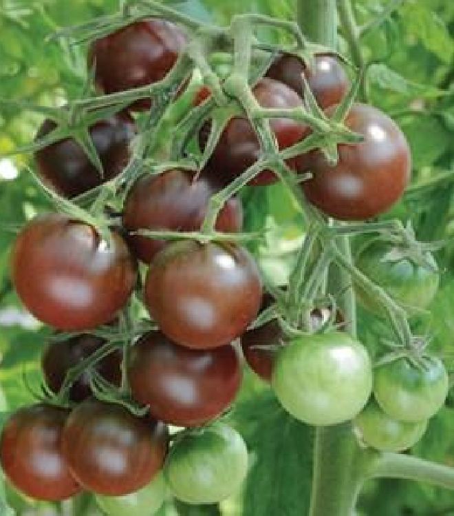 Hạt giống cà chua bi socola 30 hạt/gói