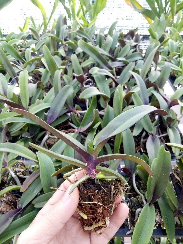 combo 10 đai trâu giống đủ màu