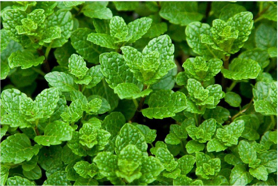 Hạt giống rau húng lũi ( húng bạc hà  ) - 1 gói 0.2gram