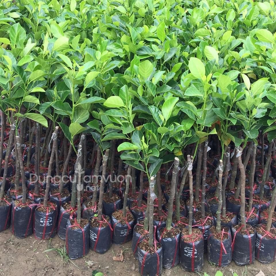 CÂY GIỐNG MÍT ẤN ĐỘ QỦA NHỎ SIÊU THƠM(CÂY GIỐNG NGỌC HIẾU)