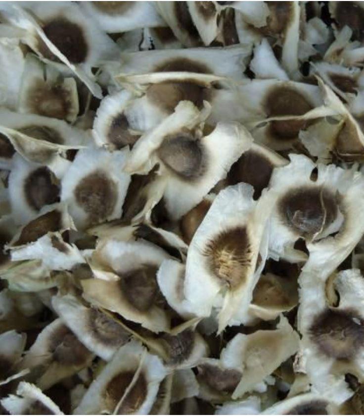 50 Hạt giống cây chùm ngây