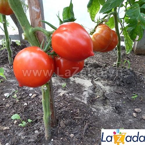 30h Hạt Giống Cà Chua Trái Tim Đỏ (A3.102| B41*W45*M181)