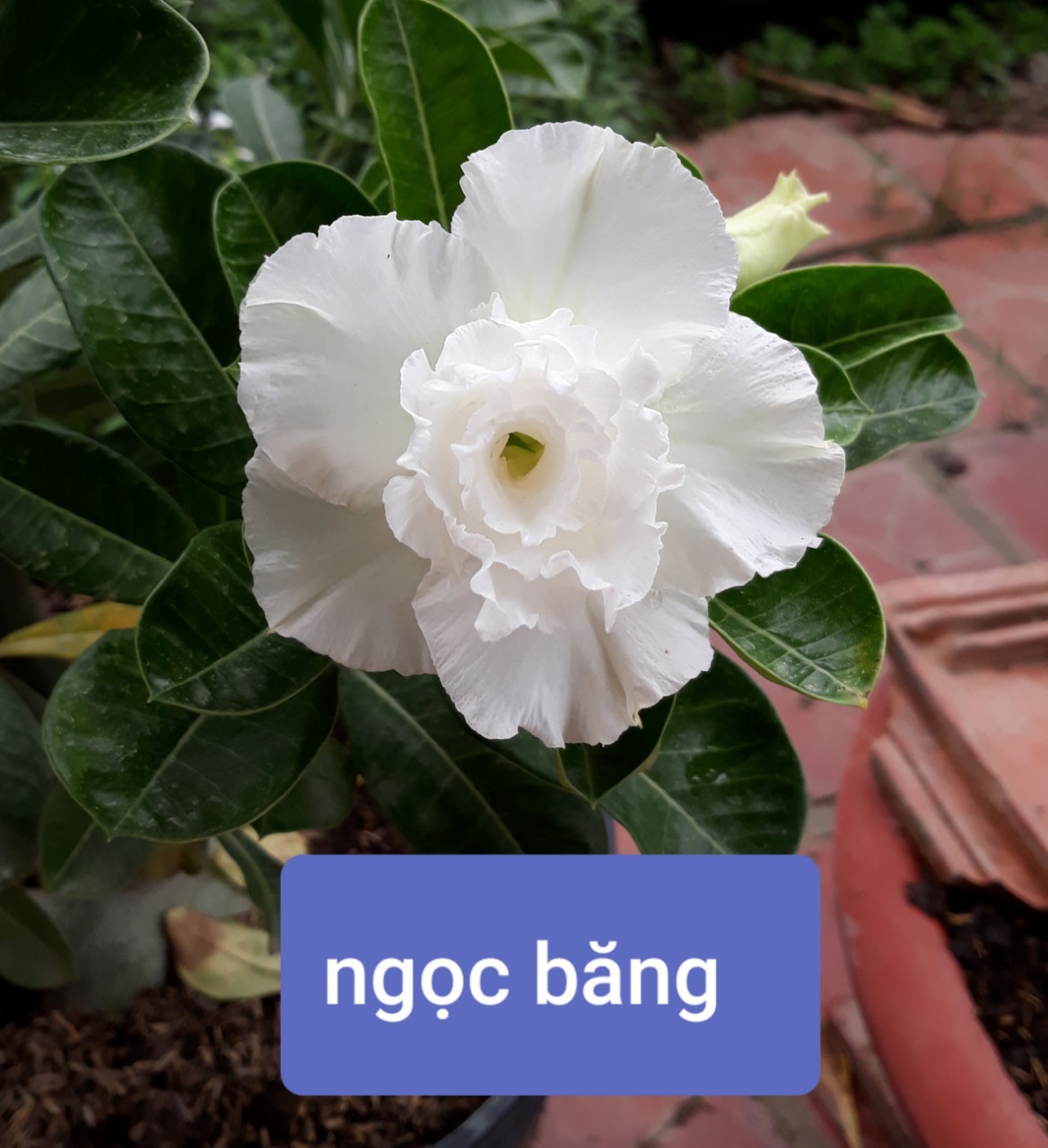 CÂY HOA SỨ THÁI CÁNH KÉP " NGỌC BĂNG- TRẮNG " - BẢO HÀNH MẶT HOA KÉP Y ẢNH
