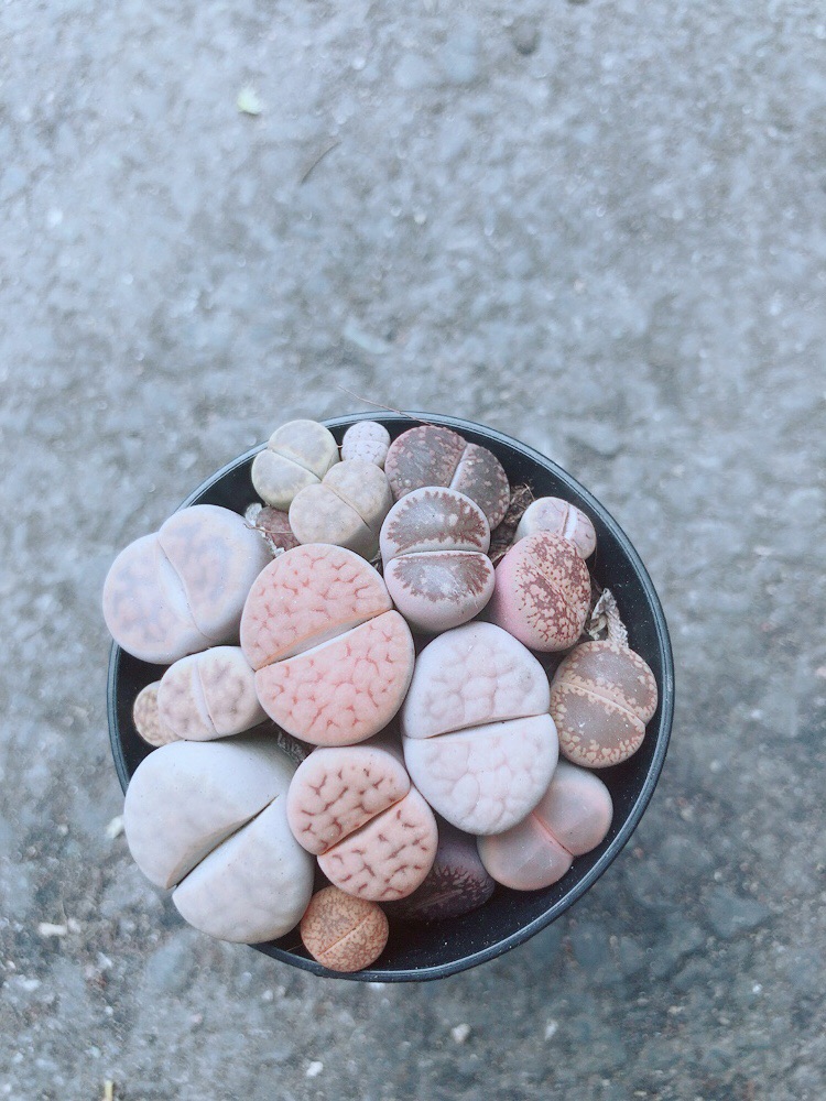 Chậu Cây Thạch Lan (lipthop - hoa sỏi)