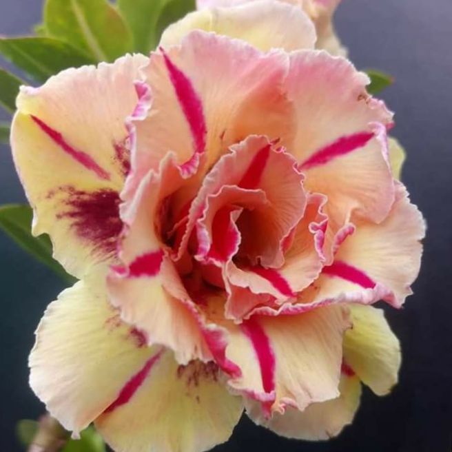 30 hạt hoa sứ thái cánh kép từ cây cây mẹ như hình