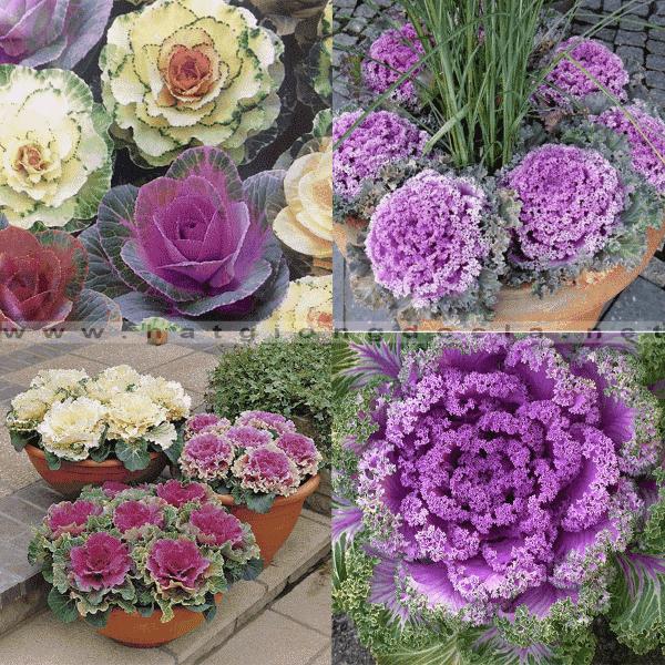 [Sale off]  Hạt giống rau bắp cải tí hon tím