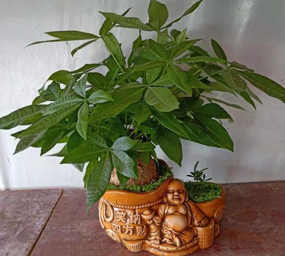 Cây kim ngân để bàn, không kèm chậu