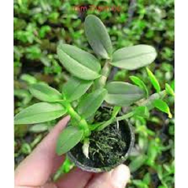 Hoa lan - trầm tím lào (cây cao 25cm, khỏe, bộ đẹp)
