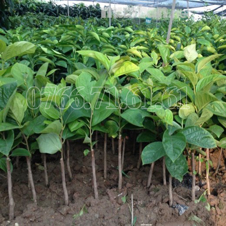 Giống Cây Hồng Giòn Nhật Bản ( 2 cây )