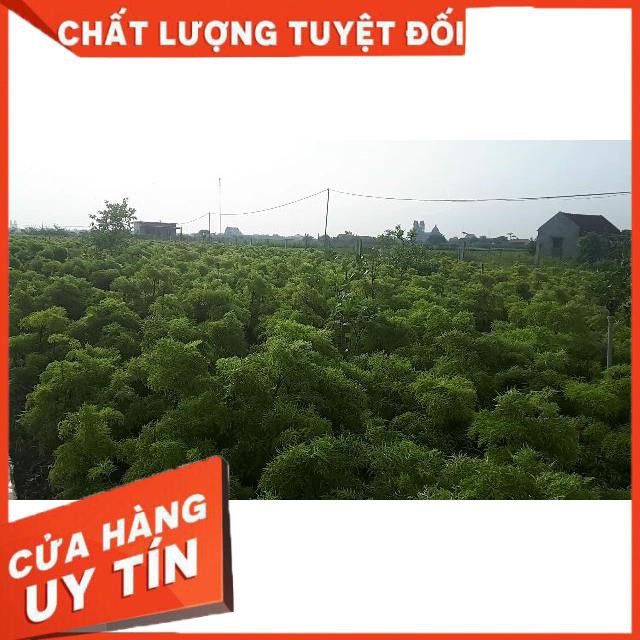 Rễ Đinh Lăng Khô ( Thái Lát 1kg)
