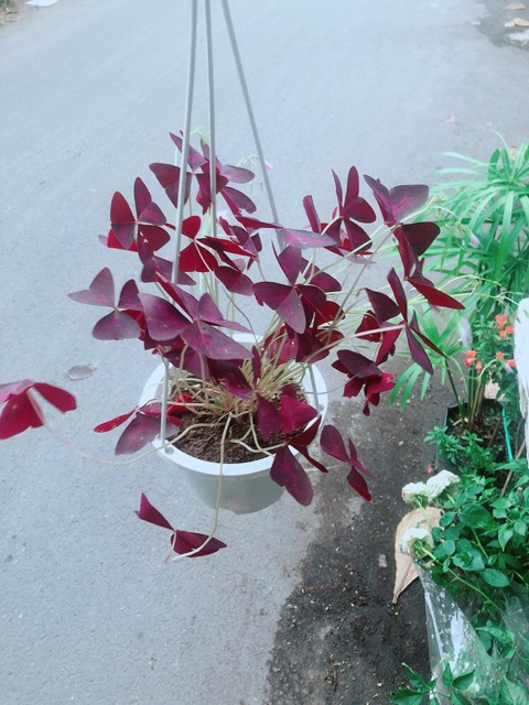 Chậu Bướm Đêm