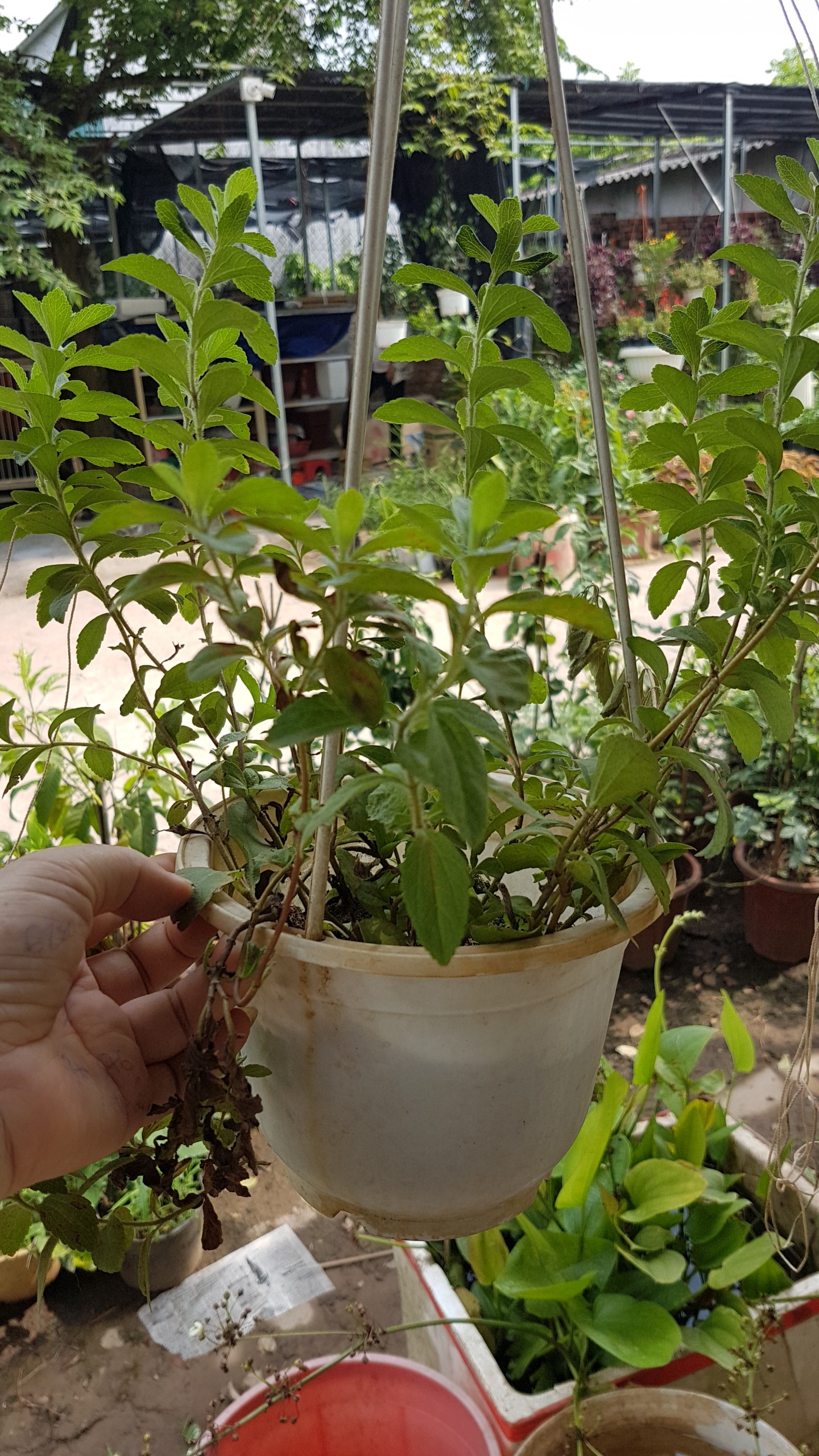 Chậu cây cỏ ngọt đã cho thu hoạch