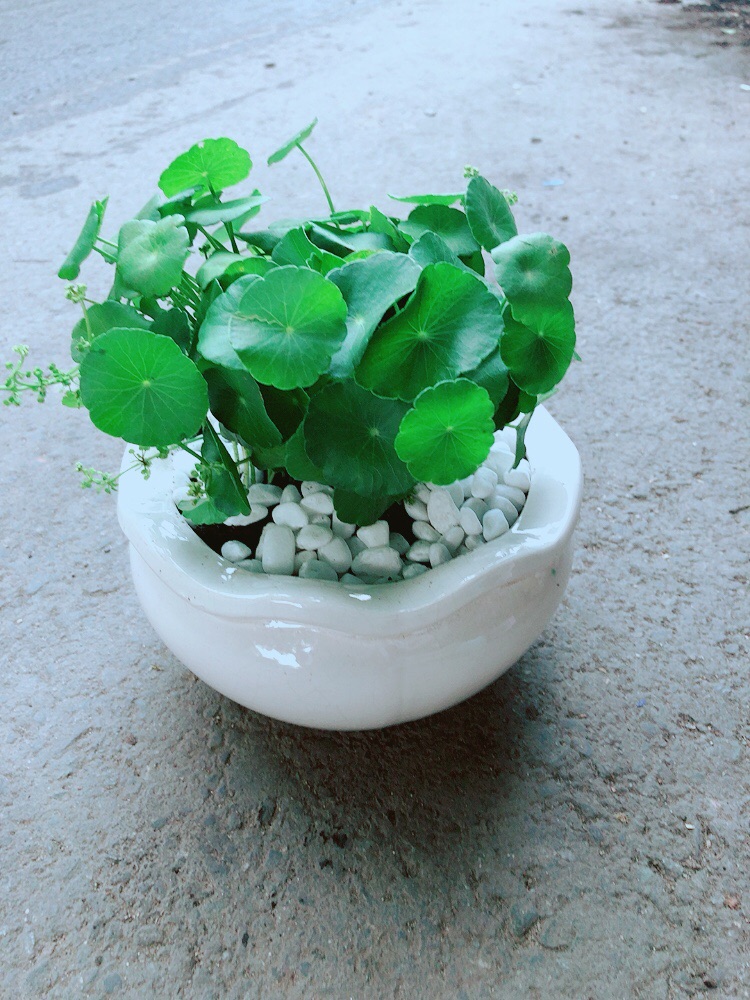 [HCM]Chậu Cỏ Đồng Tiền