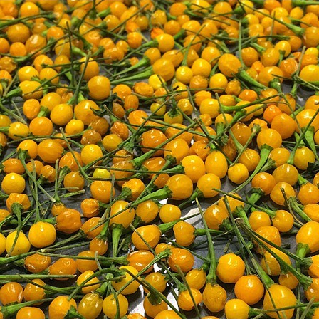 Hạt Giống Ớt Mắc Nhất Thế Giới - ( Ớt Peru Aji Charapita ) - gói 5 hạt