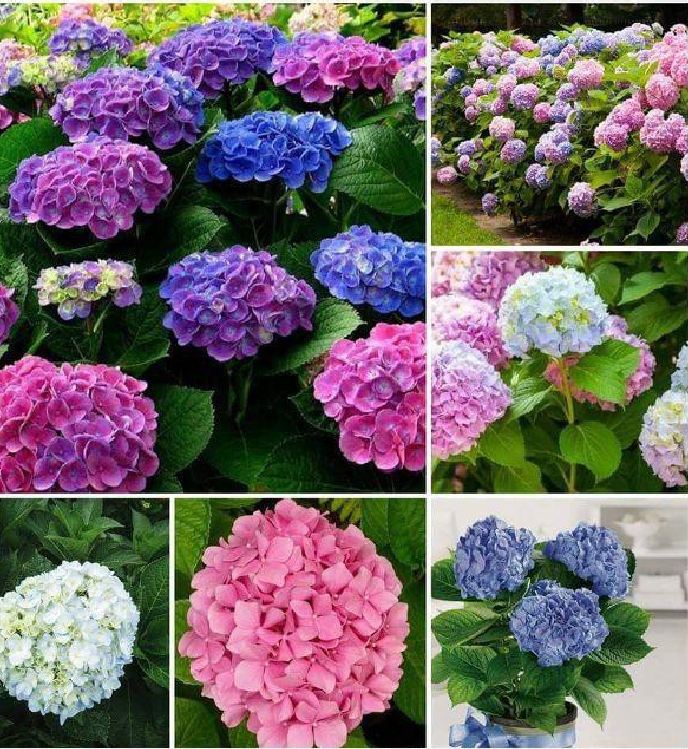Mixed Color Hydrangea Seeds - 10 Seeds/Package