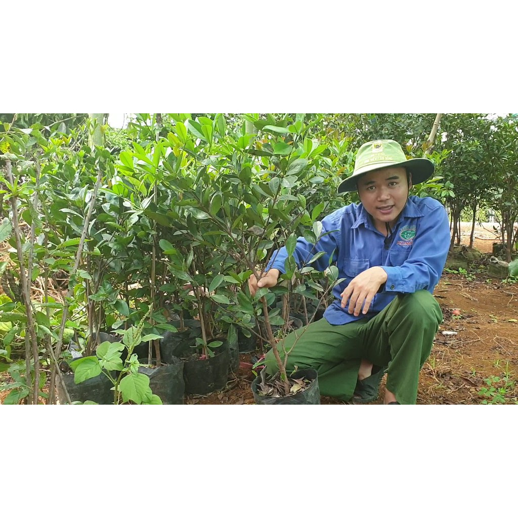 [ HỌC VIÊN NÔNG NGHIỆP I ] Cây Cherry Brazil Cao Trên 1M