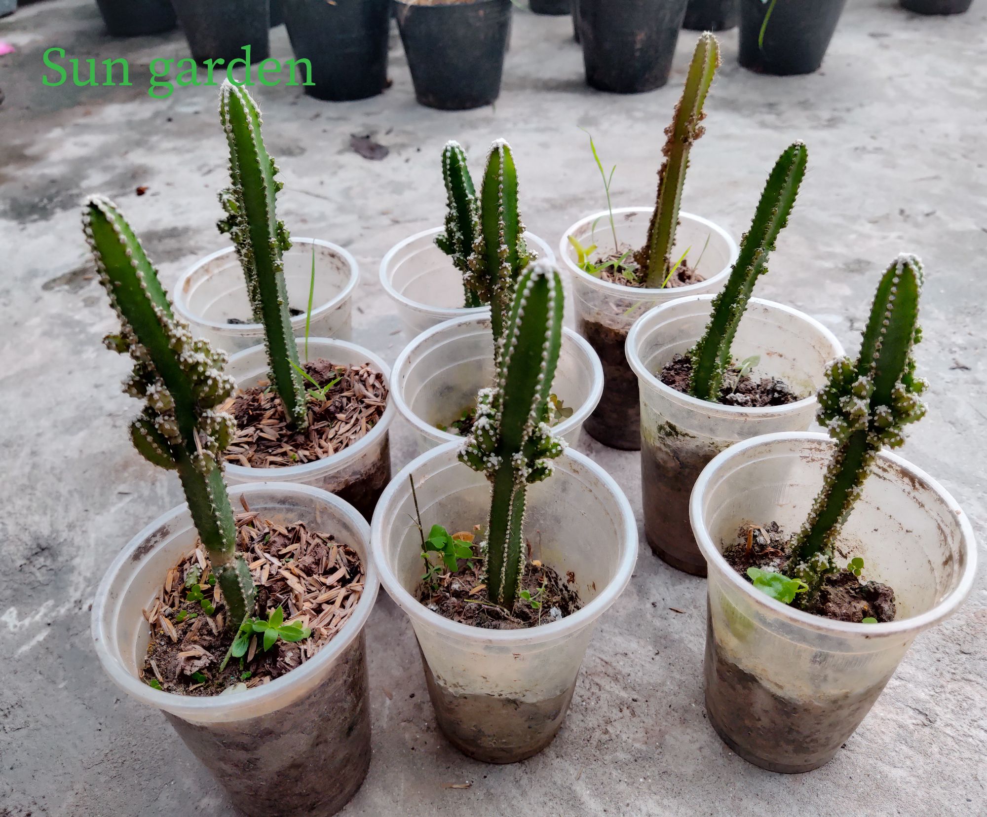 CÂY GIỐNG XƯƠNG RỒNG THÁP