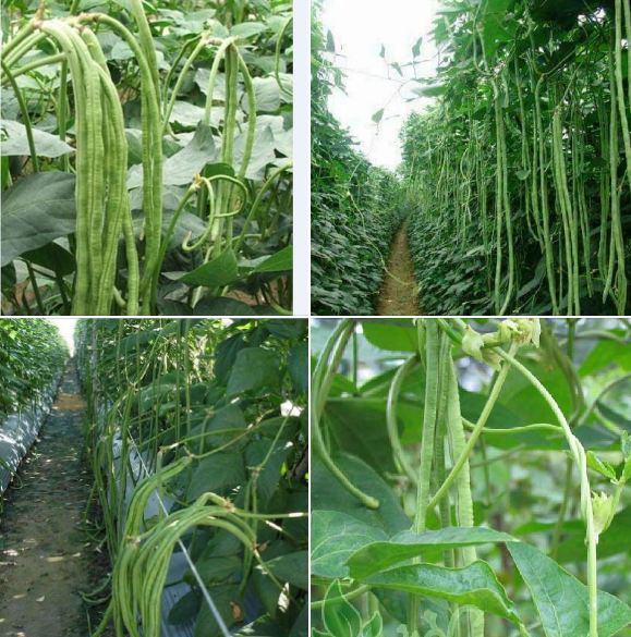 Combo 2 gói đậu đũa ( 1 gói đậu đũa xanh + 1 gói đậu đũa đỏ )