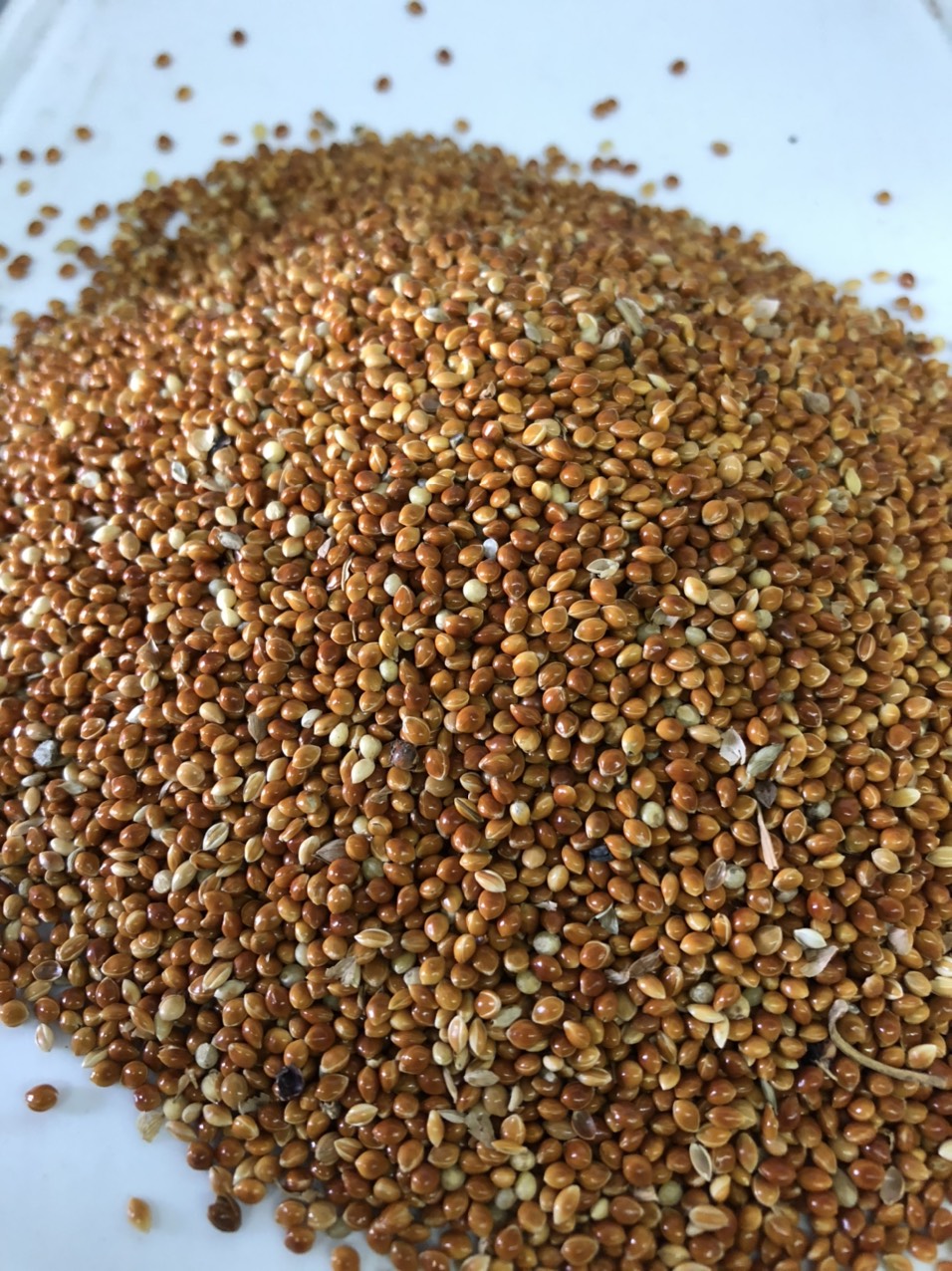 Kê đỏ bóng hạt lớn đóng gói 500g/1kg