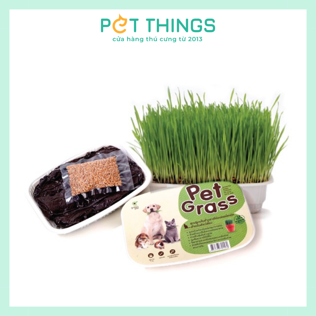 WHEATGRASS SEED FOR CAT