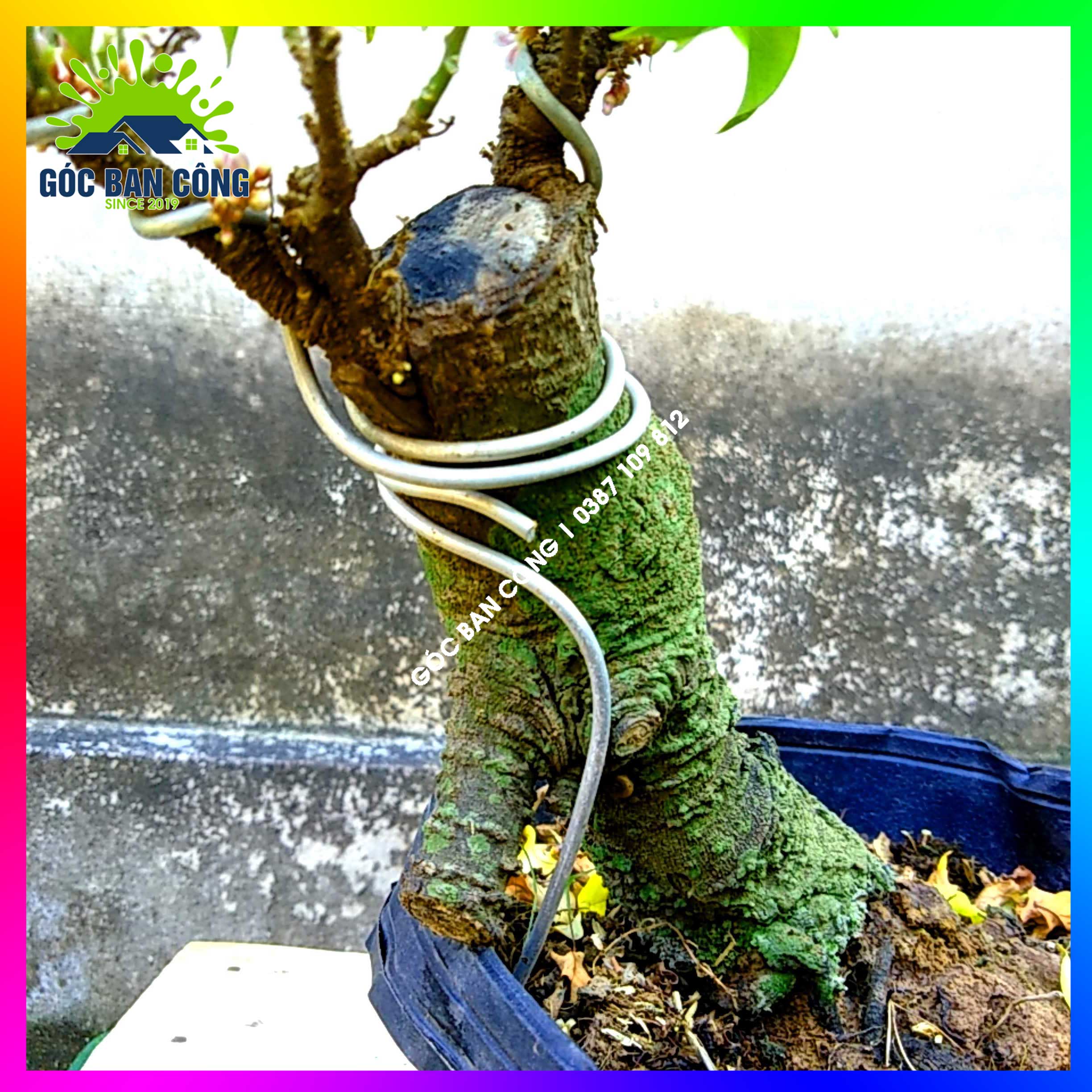 Cây Khế Bonsai Mini Gốc Quái - KBS12