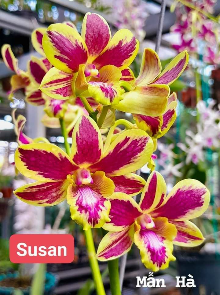 [Giá hủy diệt] denro chớp susan hàng cây giống