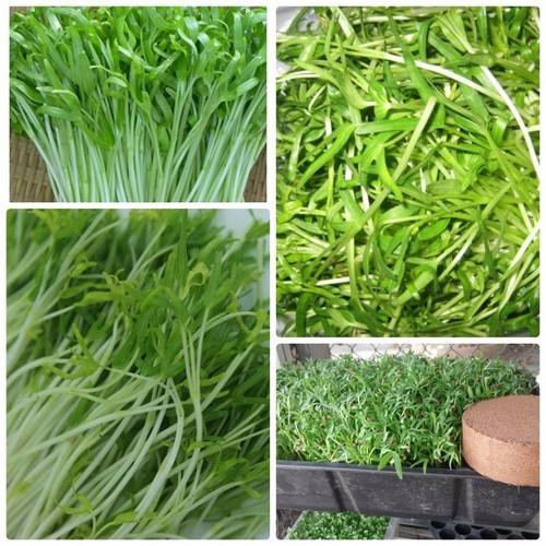 Hạt Giống Mầm Rau Muống - 50 gram