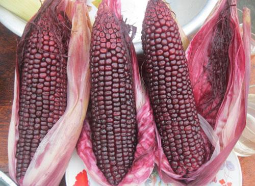 Hạt giống ngô nếp tím ( bắp nếp tím ) - Gói 5gram