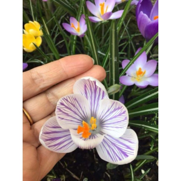 1 Củ hoa nghệ tây  saffron
