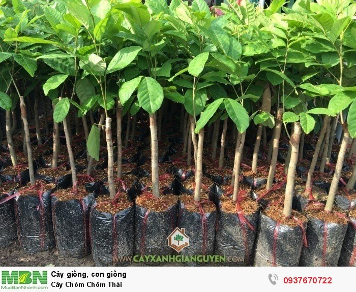 Cây giống chôm chôm nhãn siêu ngon siêu quả