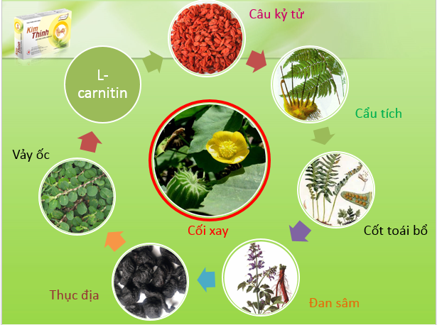 Kim Thính - Tăng cường thính lực (Hộp 30 viên)