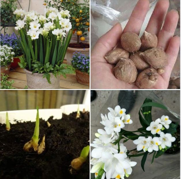 Combo 4 củ giống hoa lan nam phi nhiều màu ( kèm 4 viên nén xơ dừa ươm củ )