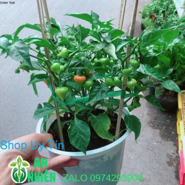 Chậu ớt kiểng trái tim