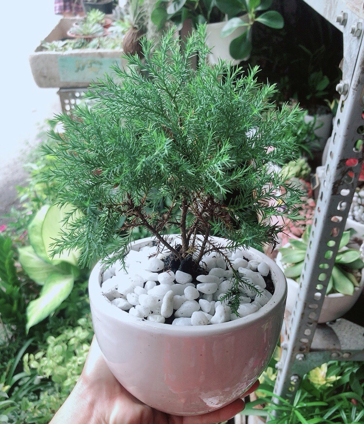 Chậu Cây Tùng Bồng Lai