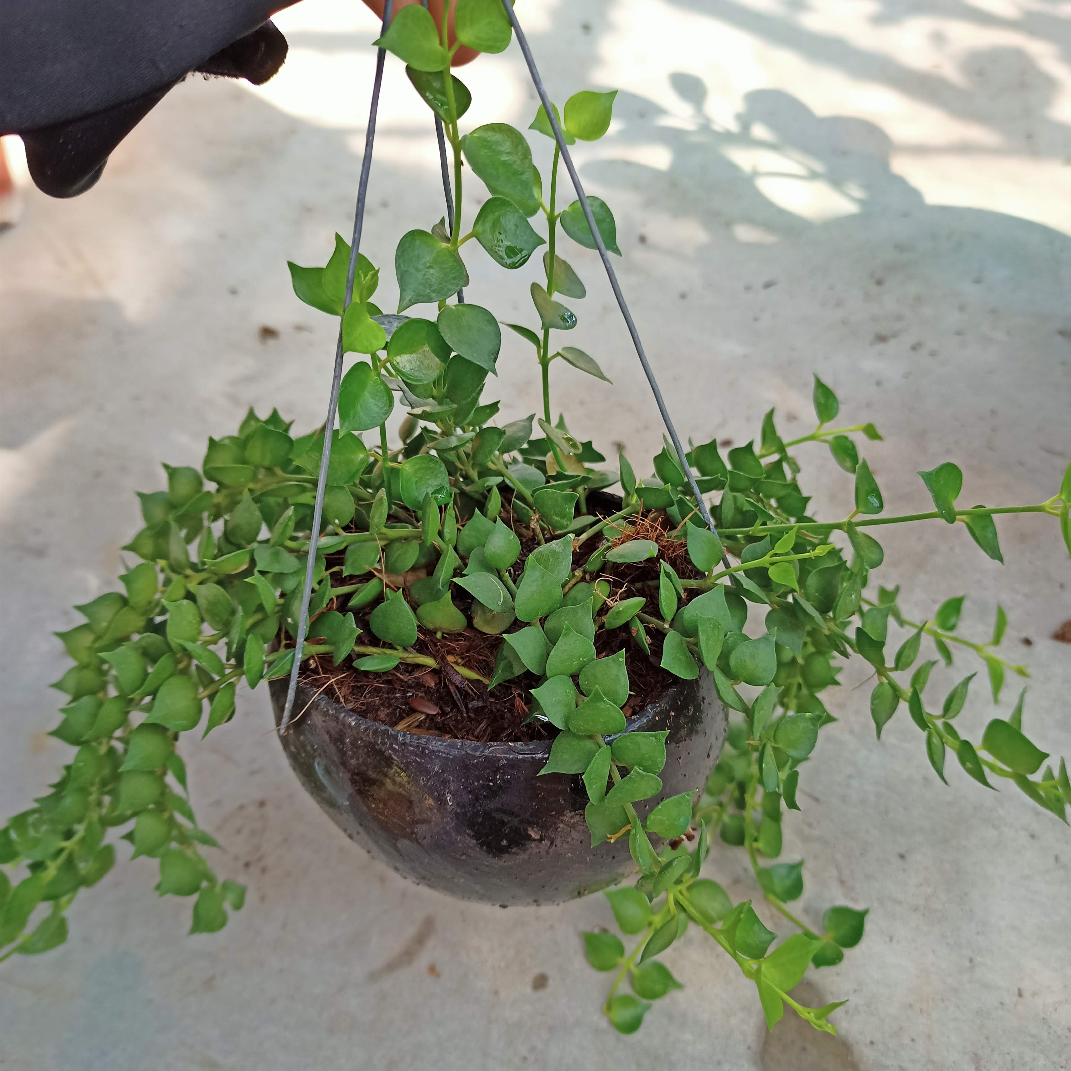 Chậu treo lan tim mini - Summer Garden