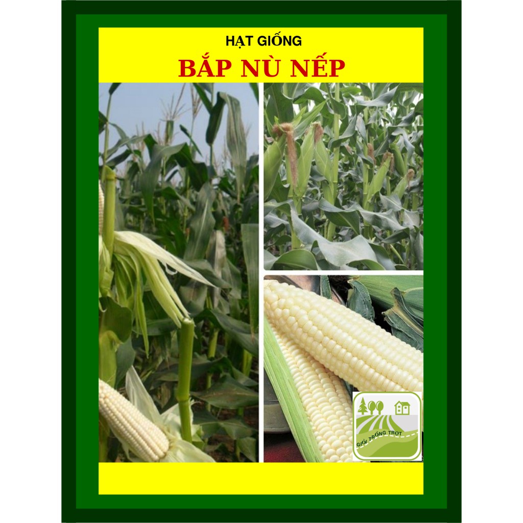 100G - Hạt Giống Bắp Nếp Nù