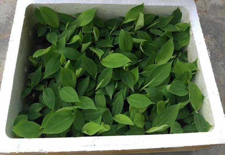 Cây chuối già nam mỹ giống