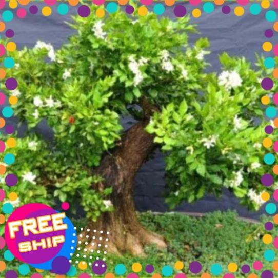 COMBO 03 CÂY NGUYỆT QUẾ CÂY - CÂY BONSAI - CÂY GIỐNG NGUYÊN BẦU TO KHỎE