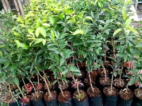 Cây giống Quýt đường Thái Lan. [ siêu sớm ]