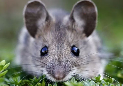 [1 THÚNG 12 CHAI]  XỊT XUA ĐUỔI CHUỘT ASA RATPELL 350ML (XUA ĐUỔI RẮN, RẾT CỰC HIỆU QUẢ )