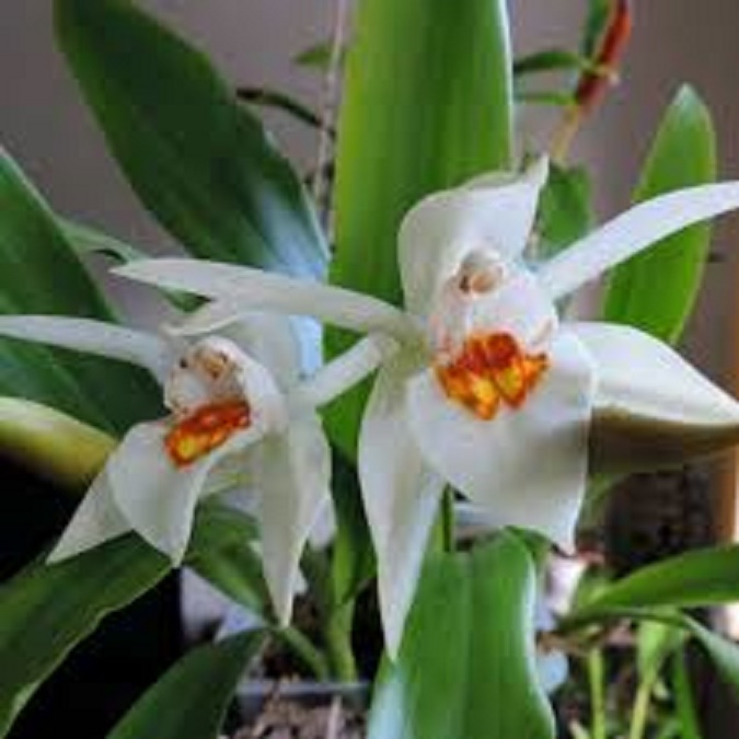 1 CÂY LAN THANH - ĐẠM , MẶT HOA TUYỆT ĐẸP